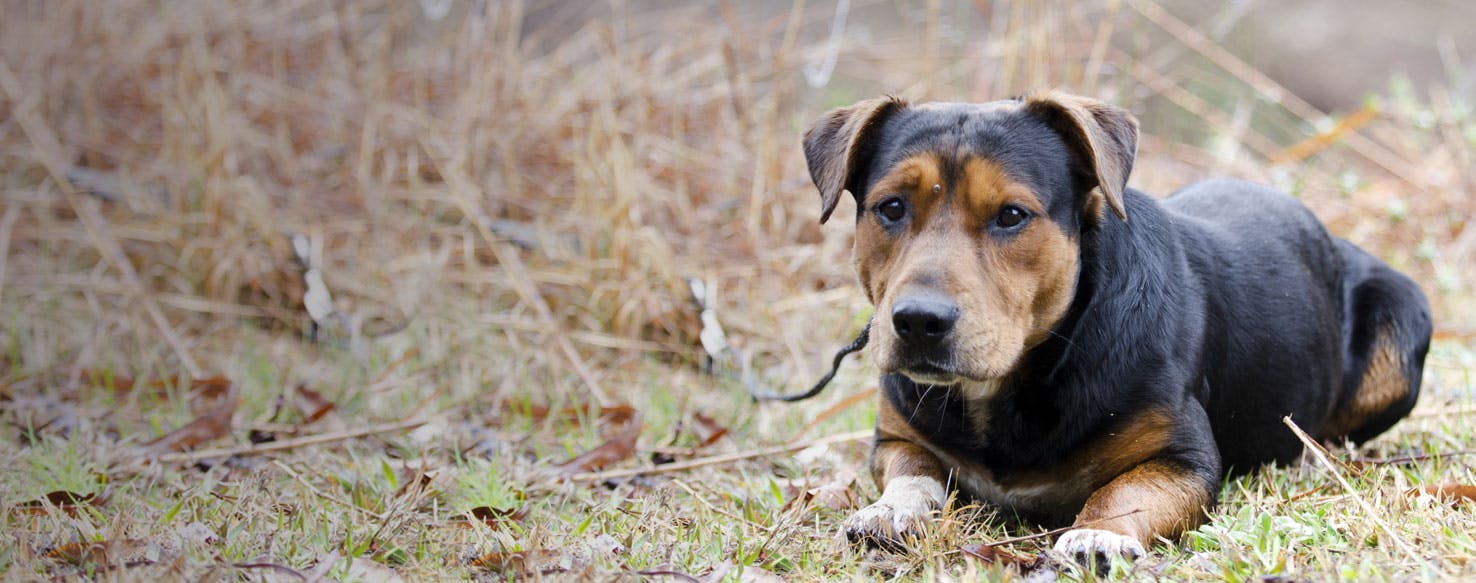 Basset hound mixed store with german shepherd